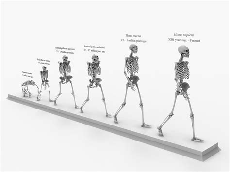 otherworldly skeleton evolution